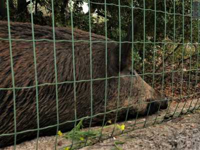 Nel centro faunistico ha trovato ospitalit� anche il cinghiale che qualche mese era stato trovato mentre un cittadino barese lo portava al guinzaglio per le strade del quartier San Paolo